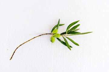 Green olives on a branch isolated on a white background.