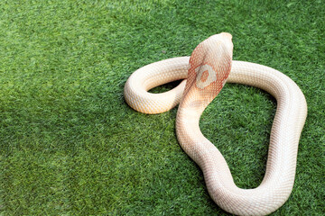 Wall Mural - lucy leucistic monocled cobra (naja kaouthia) on the green grass. white body snake that is spreading