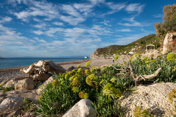 Thriving plants and a wooden log on the edge of Kathisma Beach, Lefkada island, Greece. A nature, ecology, environment, and holiday background.