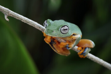 Wall Mural - tree frog on leaf, gliding frog (rhacophorus reinwardtii) sitting on leaves, javan tree frog on bran