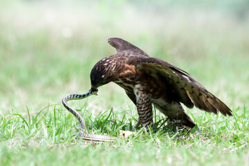 crested goshawk bird fighting with snake on the green grass, crested goshawk bird eating snake on gr
