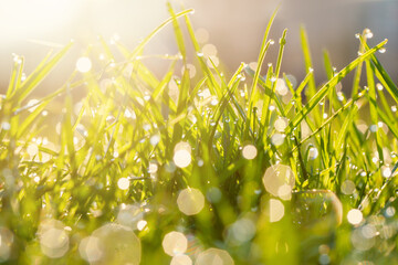 Wall Mural - Morning dew drops creating bokeh light on soft focused grasses