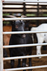 A black goat is standing in a pen with other goats. The goat is looking at the camera