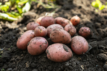 fresh organic potatoes in the field,harvesting potatoes from soil