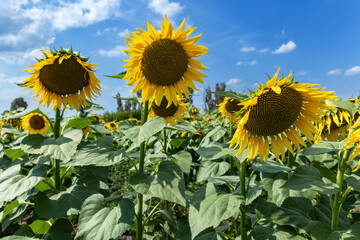 Shiny yellow sunflower in the abundance plantation field against blue bright vibrance sky background