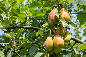 Wall Mural - pears eco fruit growing in the garden on a bright Sunny day. Fruit for juice ecological