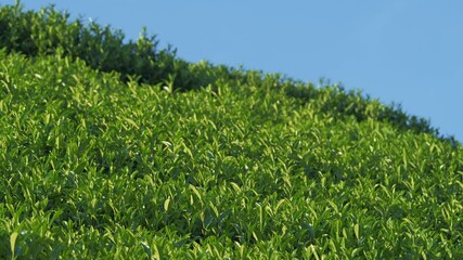 Wall Mural - Tea fields and blue sky in Kyoto	
