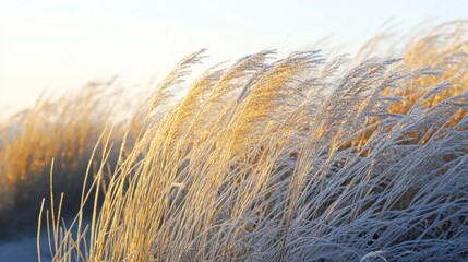 Poster - In the soft glow of the setting sun, tall grasses bend and sway, creating a peaceful atmosphere by the water's edge. The golden hues highlight the natural beauty of this tranquil landscape.