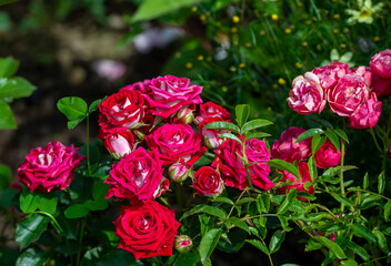 Beautiful red and white roses in the garden in a beautiful sunny day