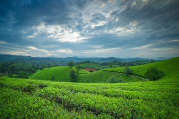 Aerial view of Long Coc tea hills, Phu Tho province, Vietnam. Beautiful green tea plantation in Vietnam. Nature background.