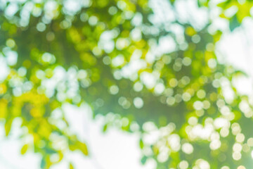 Wall Mural - blurred defocus yellow, green background of a vegetative environment. designed for an abstract backd