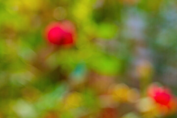 Wall Mural - blurred background with rose plant shrubs in the garden with green leaves, space is flooded with yel