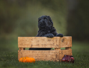 black puppy russian black terrier newfoundland sits in autumn sits in wooden box