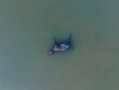 © AmazingAerialAgency - Aerial view of a serene scene with a dead buffalo floating on calm water, Musapur Union, Companiganj, Chattogram, Bangladesh.