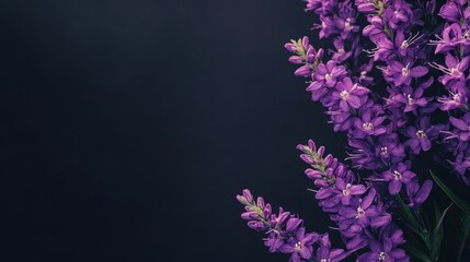 Poster - Horizontal view of purple flowers from the loosestrife family with space for design