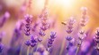 © IMAGINIAC - Honeybee Gathering Nectar from Lavender Flowers in Sunlight
