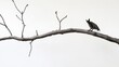 © Aisha - Thin tree branch with a single bat perched, minimalist style, on a white background