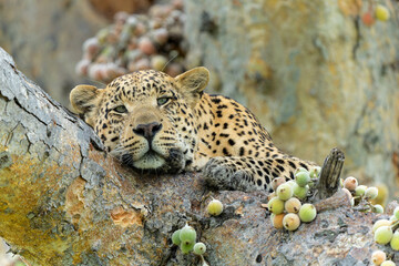 Wall Mural - Leopard (Panthera pardus) male resting and looking around in a tree with a lot of figs in the Okavango Delta in Botswana 