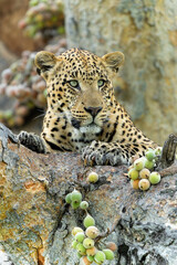 Wall Mural - Leopard (Panthera pardus) male resting and looking around in a tree with a lot of figs in the Okavango Delta in Botswana 