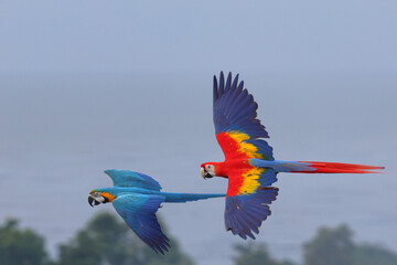 Wall Mural - Beautiful Macaw parrots flying in the sky. Free flying bird