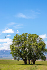 Lone Tree and Flying Birds in Spring - Erzurum, Turkey