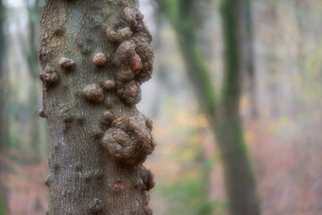 View of tree trunk with deformities in tranquil forest, Speulderbos, Gelderland, Netherlands.
