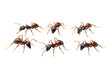 © Raja - Close-Up of Ants Isolated on a transparent Background for Scientific and Educational Use in Presentations