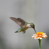 Closeup of a hummingbird feeding on a vibrant flower