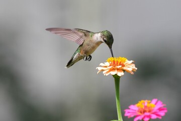 Close-up of a hummingbird feeding on a vibrant flower