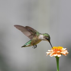 closeup of a hummingbird feeding on a vibrant flower