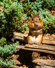 Poster - Chipmunk sitting on a log