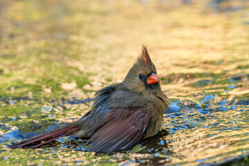Wall Mural - northern cardinal taking a bath