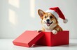 © Ekaterina - happy corgi dog coming out of a christmas red gift. Cute corgi in a santa's hat for Christmas, on white background. idea for greeting card, veterinariaan advertising, grooming, pets shop, pets store