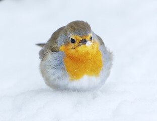 Wall Mural - European robin (erithacus rubecula) sitting in the snow in early spring.	
