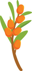 Wall Mural - Branch of sea buckthorn showing ripe orange berries ready for harvest