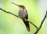 Hummingbird on branch