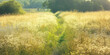 © HelgaQ - Golden meadow pathway under soft summer light in lush countryside landscape