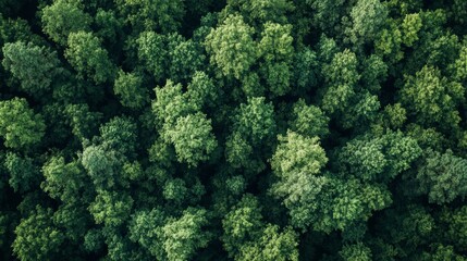 Carbon offset projects that aim to achieve carbon neutrality by investing in renewable energy, reforestation, and conservation efforts