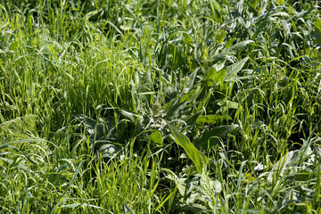 Wall Mural - Lush grass on a green meadow