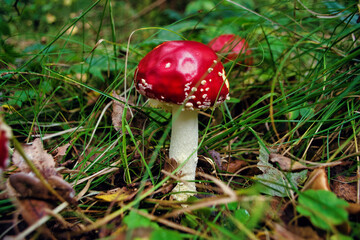 Amanita muscaria or fly agaric is a red and white spotted poisonous Toadstool Mushroom. Group of fungi in a autumn season forest in Germany