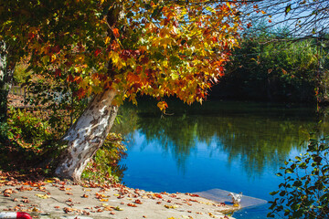 river in autumn