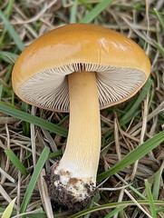 mushroom in the forest