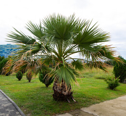 Palm tree in the park. Beautiful tropical background with palm trees  in  Sochi Park in Adler  in summer