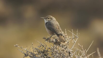 Wall Mural - A Rock Wren sits on a prickly desert bush in Hurricane, Utah, USA in early morning sun while looking all around, then it yawns and at a squawk from another bird it takes flight.