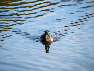 A duck is swimming in a body of water. The water is calm and clear, and the duck is the only living thing visible in the image