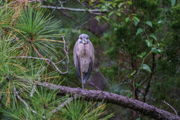 Wall Mural - night heron in the park