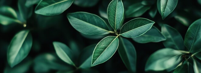 Wall Mural - green leaves with a blurred background and copy space for a nature concept banner generative ai