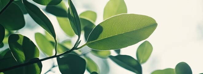 Wall Mural - green leaves with a blurred background and copy space for text, a nature banner template generative 