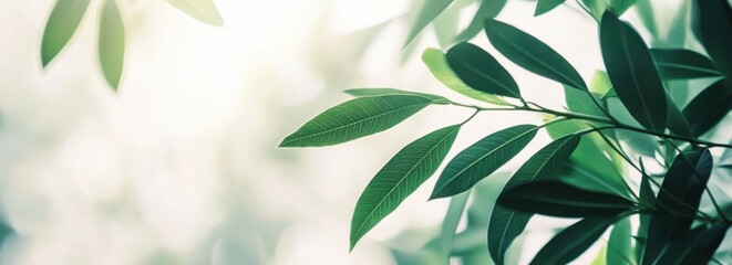 Wall Mural - green leaves with a blurred background and copy space for text, a nature banner template generative 