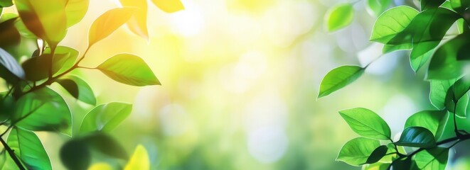 Wall Mural - green leaves on a blurred background with copy space for a nature banner and green environment conce